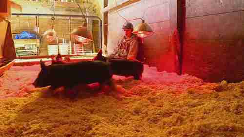 养猪场的冬季保暖