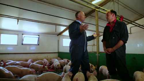 现代化全自动养猪场