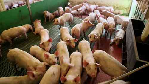 参观约克郡养猪场