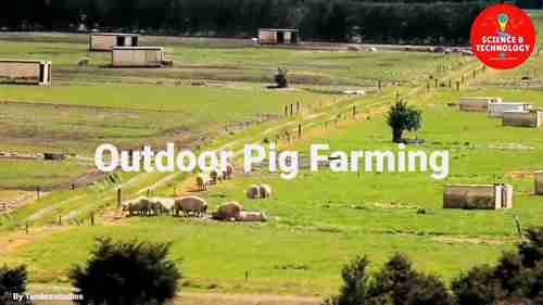 新西兰户外养猪场