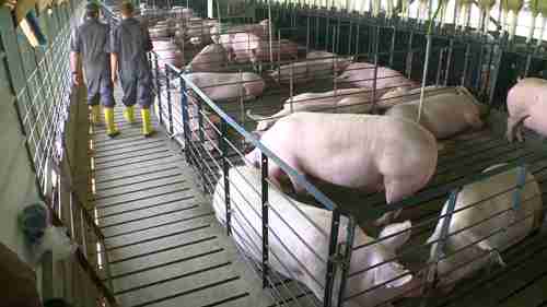 Smithfield食品公司的生猪养殖