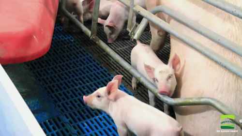 一座现代化养猪场