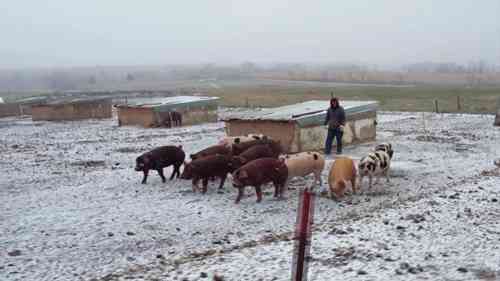 饲养杜洛克猪和斑猪