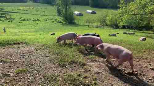 如何将猪迁移到农场