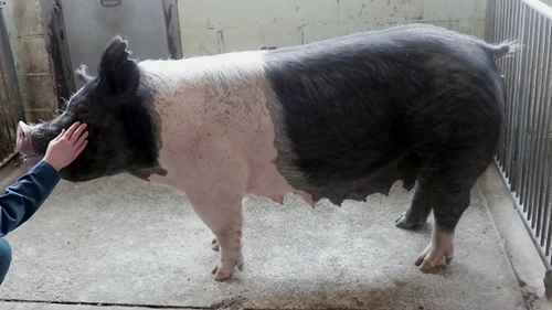 猪的体况评分方法