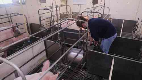 母猪的分娩和仔猪的护理