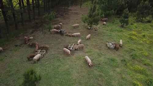 养猪初学者指南