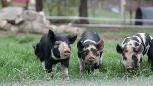 了解肉猪的饲养