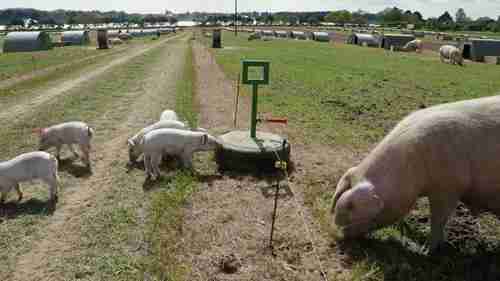 分区轮牧养猪方法