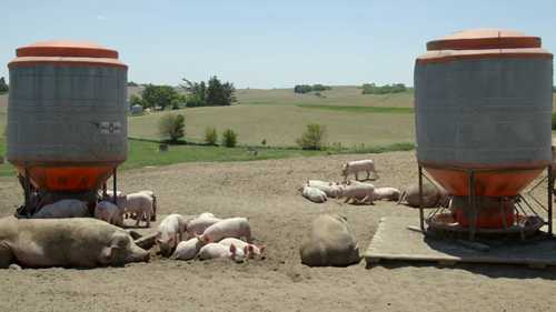 爱荷华州的养猪户