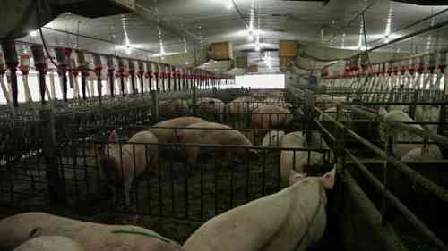 无抗生素猪的饲养 1 