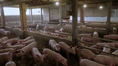 无抗生素猪的饲养 2 仔猪护理