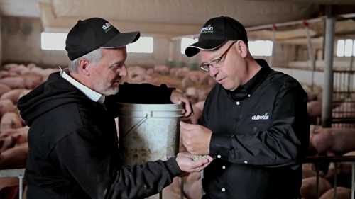 无抗生素猪的饲养 3 肉猪饲养