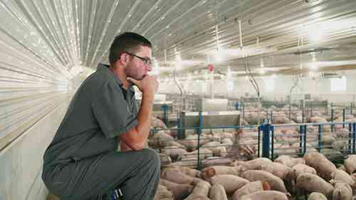 现代化的奥尔森家庭养猪场