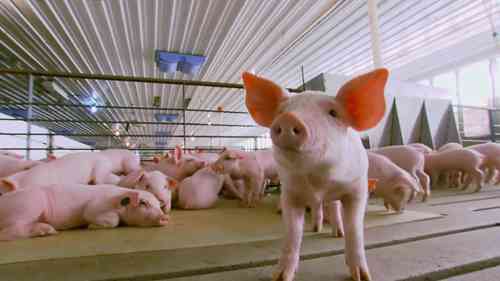 肉猪的健康和治疗