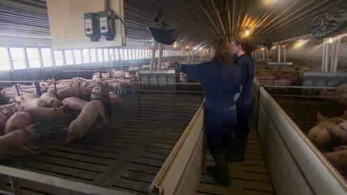 母猪的安全分娩