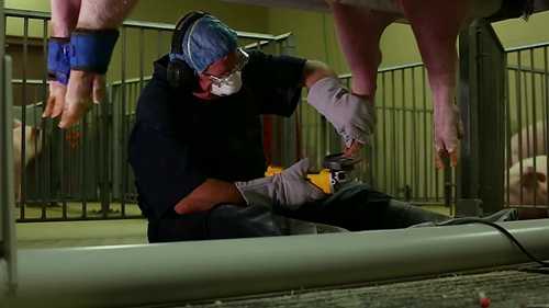 如何正确修剪猪蹄