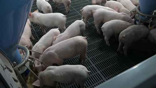 参观一座比利时养猪场