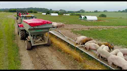 养猪场纪实