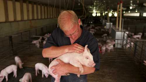 非洲猪瘟的基础知识