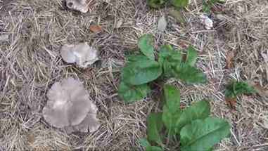 如何在花园中大量种植平菇