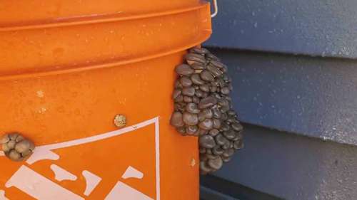 在5加仑桶中种植蘑菇