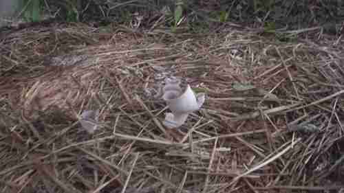 种植平菇最简单的方法