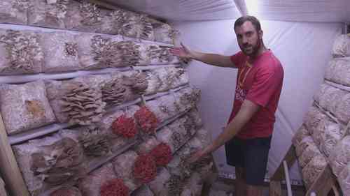 如何成为小规模蘑菇种植者