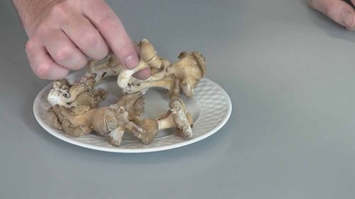 如何用咖啡渣种植平菇01