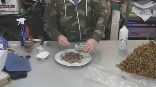 如何用咖啡渣种植平菇02