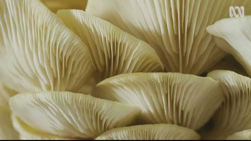 在家自己种植平菇