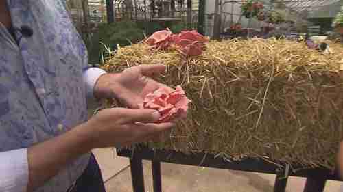 在稻草上种蘑菇