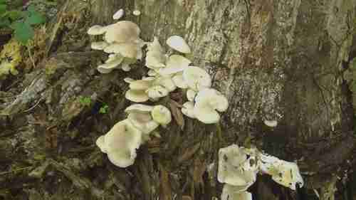 平菇的生长和收获