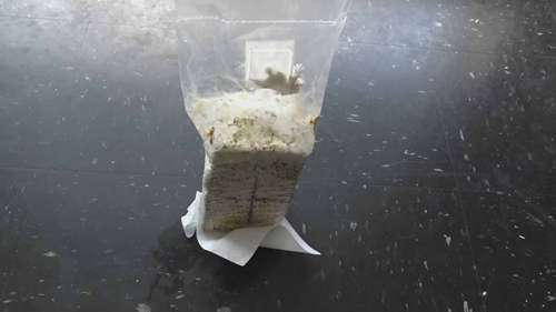 第一次种植平菇