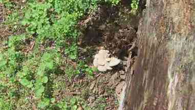 野生平菇／蠔菇采集