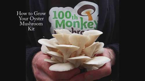 蘑菇盒套件设置——蓝色平菇