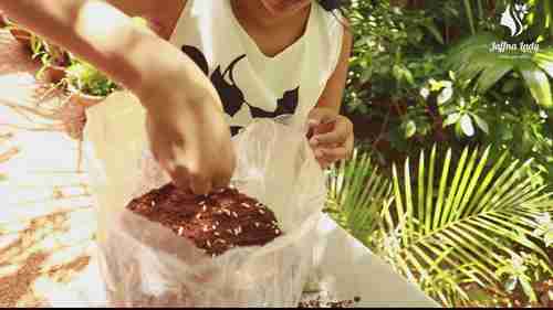 打造室内蘑菇园