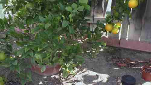 种植华盛顿脐橙