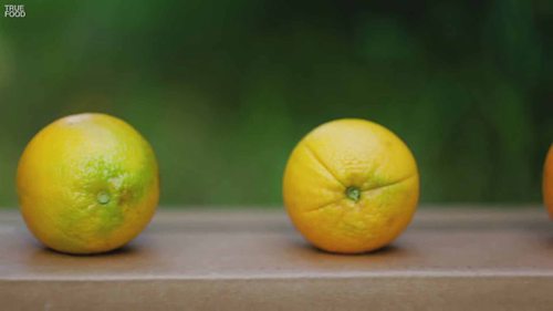 了解橙子的生长