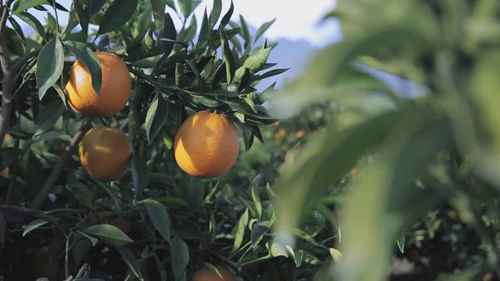 在果园中种植柑橘