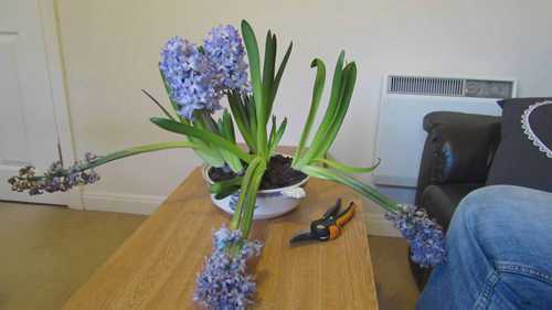 风信子开花后的护理