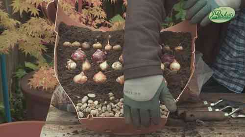 如何进行球根植物分层种植