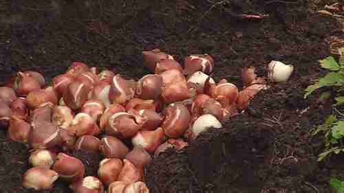 种植郁金香球根的最佳方法