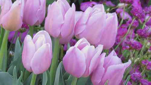 在容器中种植球根植物