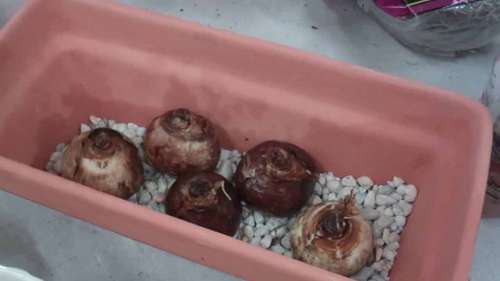 如何在室内种植冬季球根花卉