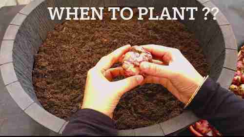 亚洲百合开花后的护理