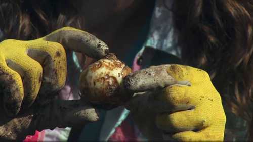 保护球根植物免受啮齿动物伤害