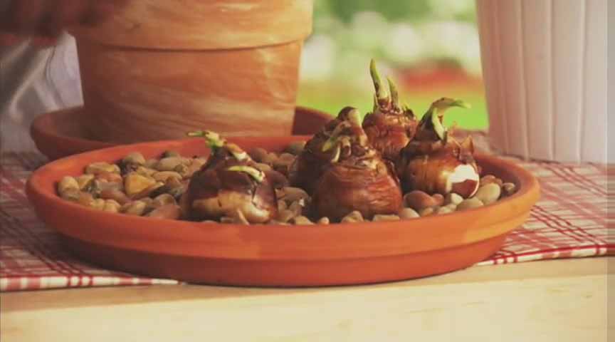 如何让球根植物发芽