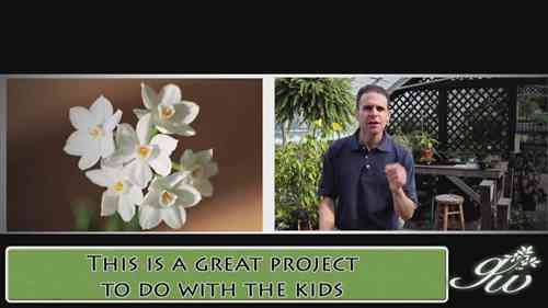 在冬天种植开花的球根植物