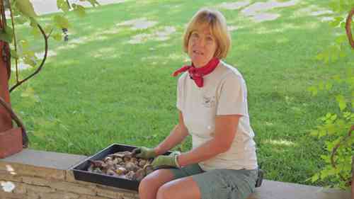 春天开花的球根植物